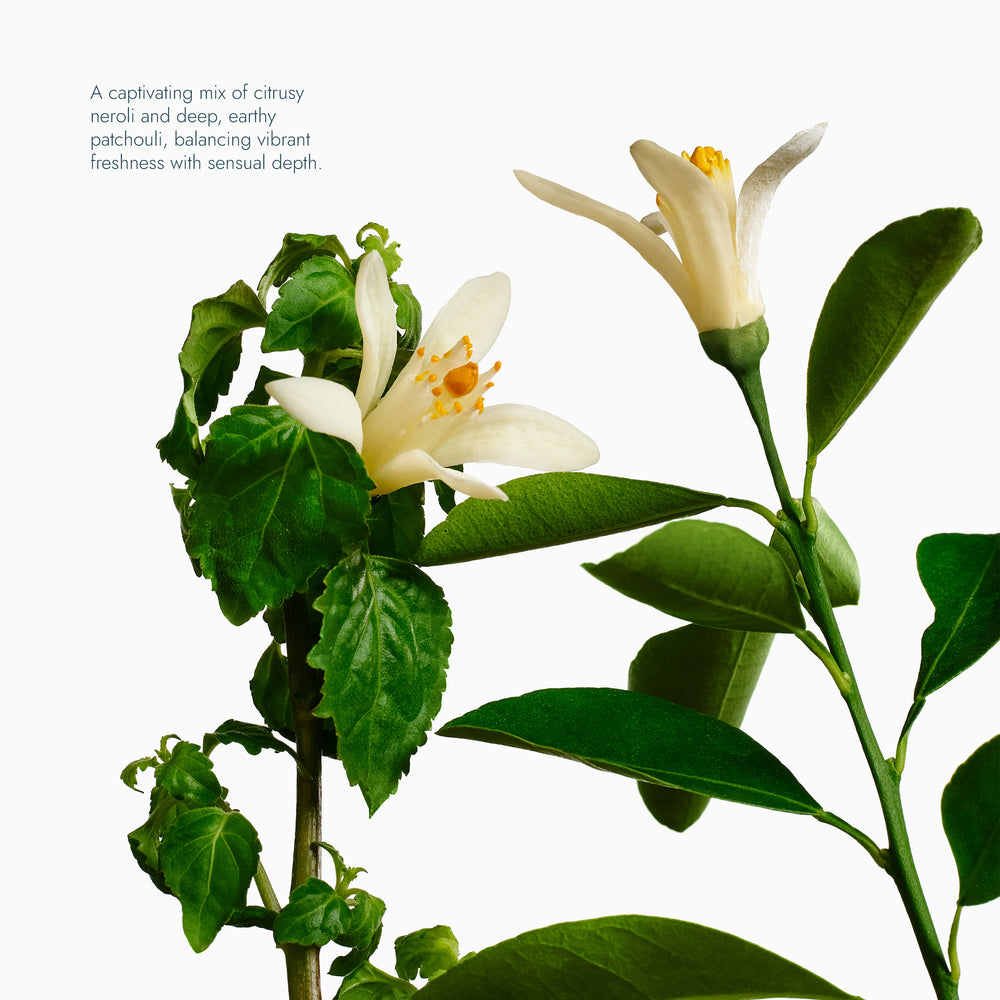 Exfoliating Body Wash Neroli & Patchouli - Sugar Scrub with Plant-Derived AHAs