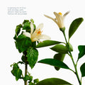 Exfoliating Body Wash Neroli & Patchouli - Sugar Scrub with Plant-Derived AHAs